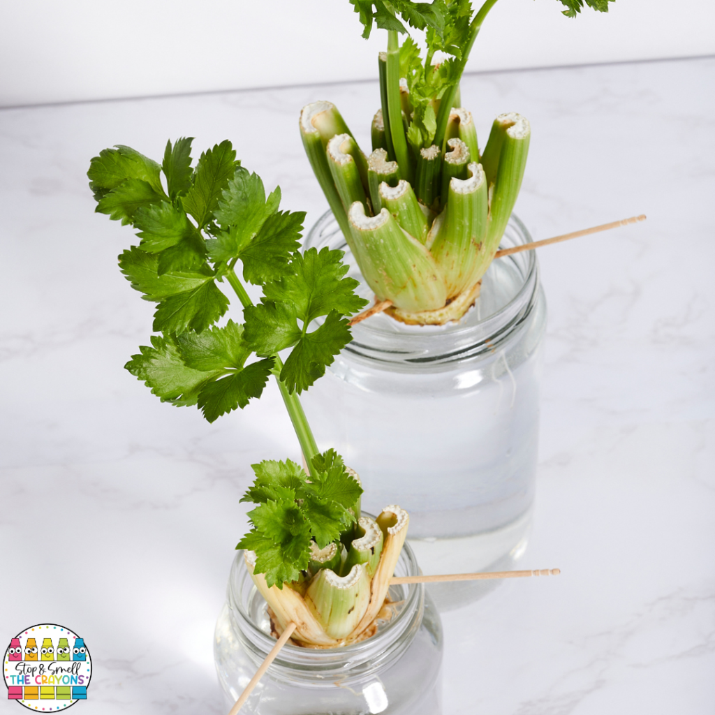 growing celery from a cutting is a simple way to show how plants grow