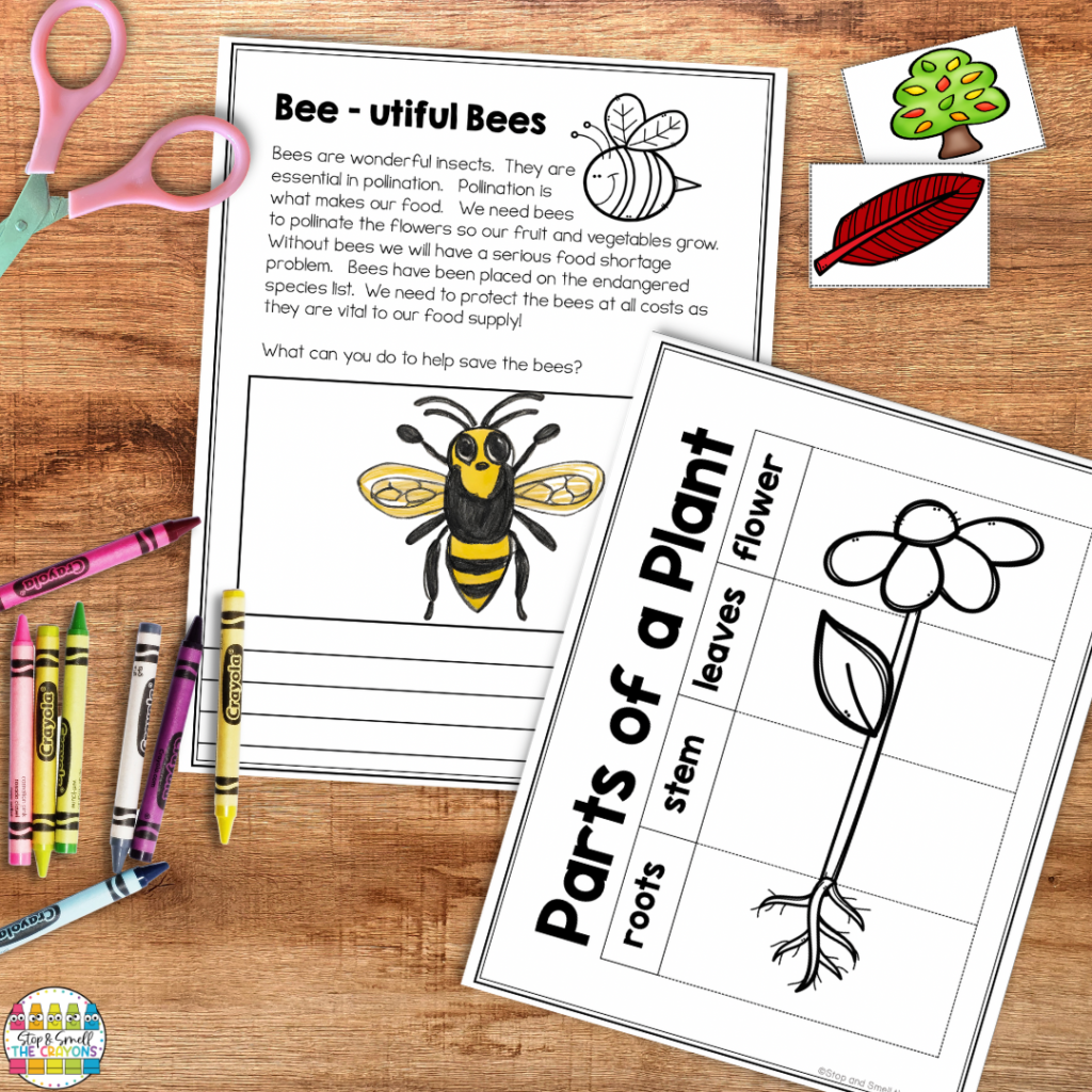 Add in some creativity and art to your fun STEM curriculum units with the Needs and Characteristics of Living Things unit.