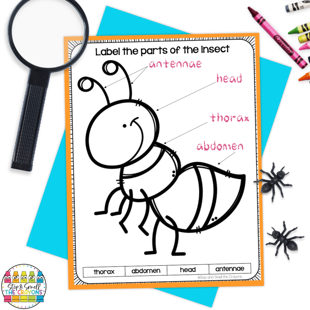 This image showcases an insect labeling activity. Through this science exploration, students can learn about the growth and changes of animals.