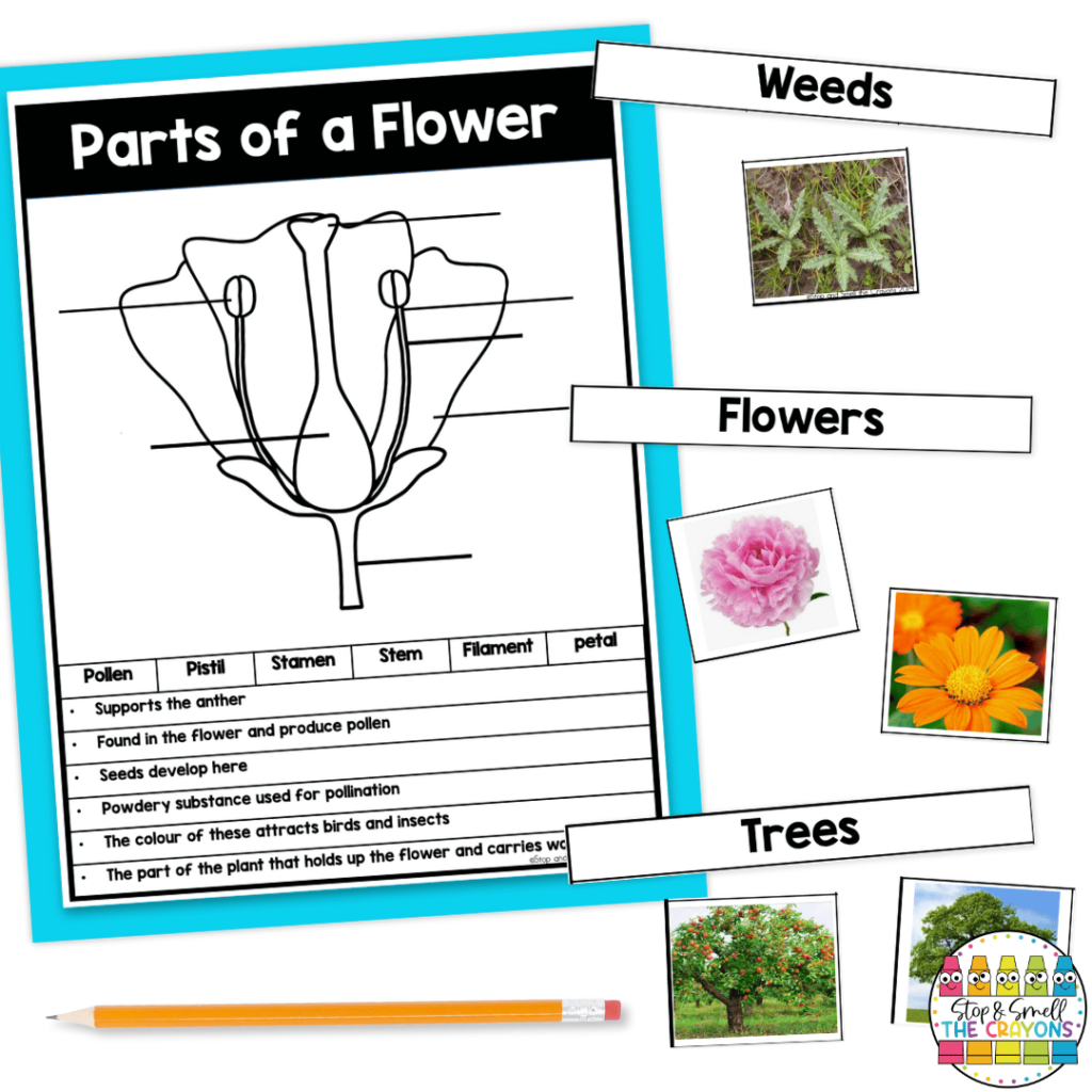 This image highlights activities that are perfect for learning about the growth and changes of plants including labeling parts of a flower and a plant sort.