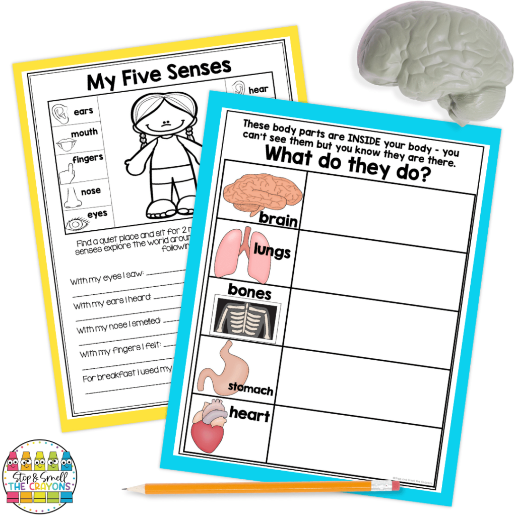 Students will learn all about living things through these first grade science activities, beginning with themselves! These worksheets focus on the five senses and important parts of the human body.