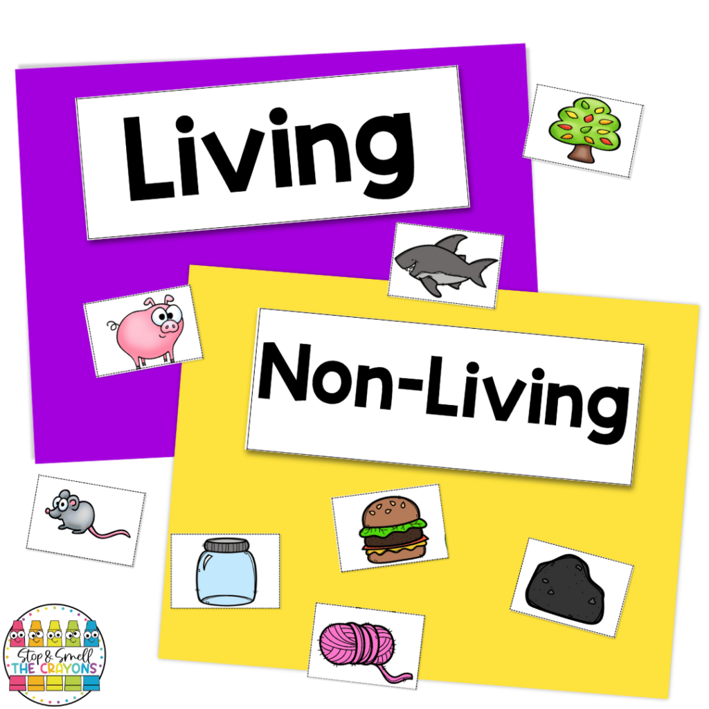 This image showcases a living and non-living thing sort that makes a great addition to your first grade science plans.