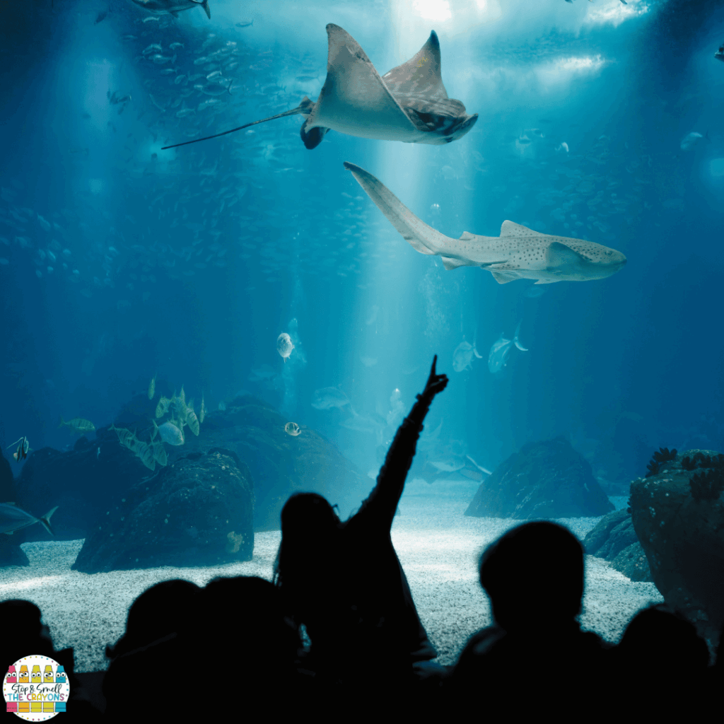 There are many field trip or guest speaker options that work well with this animal unit.